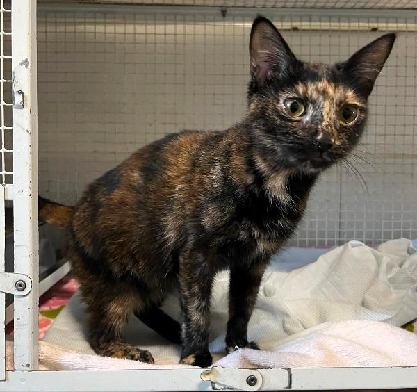 OLIMPIA GATTINA TARTARUGA Foto 5